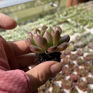 Sen Ruby Đỏ sen đá MINI cực dễ thương lên màu đỏ