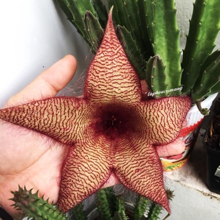 Cây hoa sao biển Khủng vằn đỏ