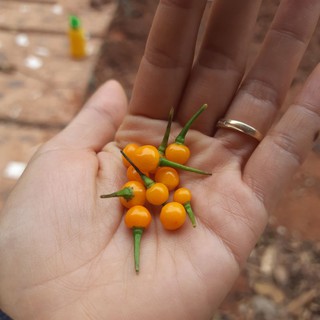 [An's home] Hạt giống Ớt Aji Charapita giống của Peru