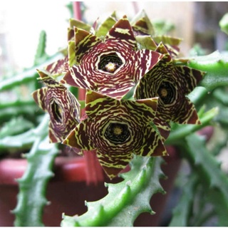 Xương rồng sao biển Caralluma Crenulata