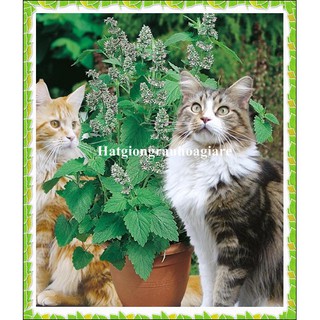 Hạt giống bạc hà mèo Catnip tặng kèm kích mầm