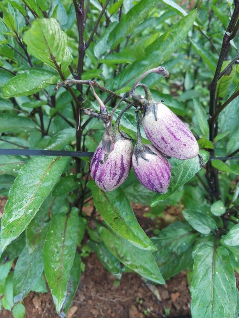 Chậu dưa PEPINO Tím