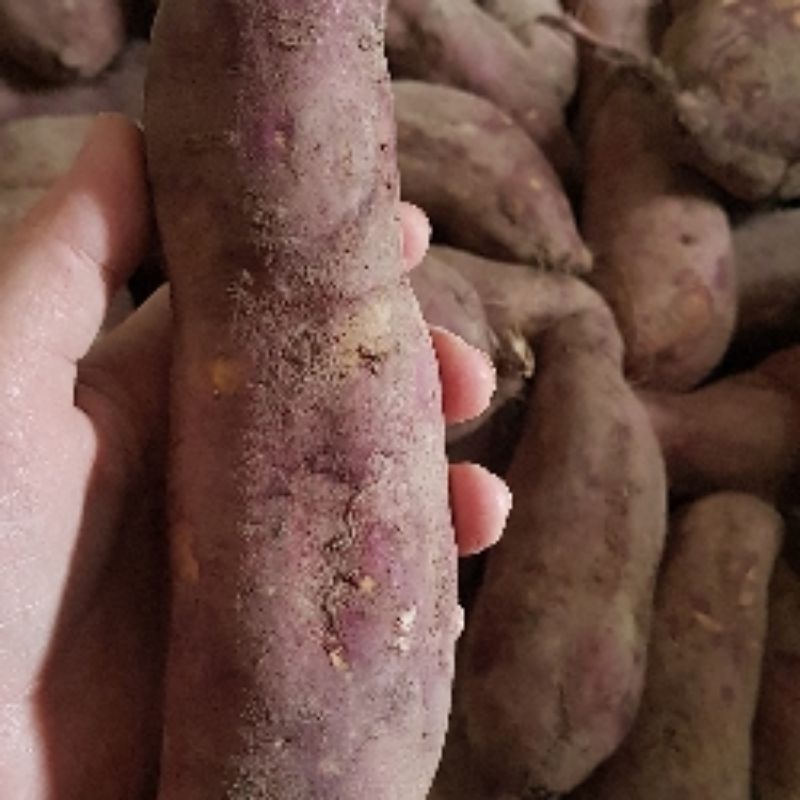khoai lang nhật 1kg