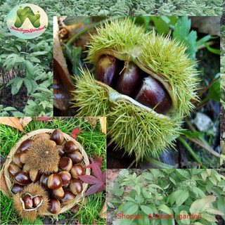 Cây giống Hạt Dẻ Trùng Khánh
