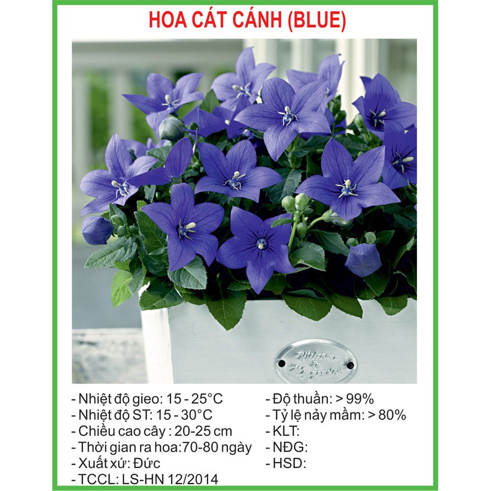Hạt Giống Hoa cát cánh xanh blue 50 Hạt (golden seed)