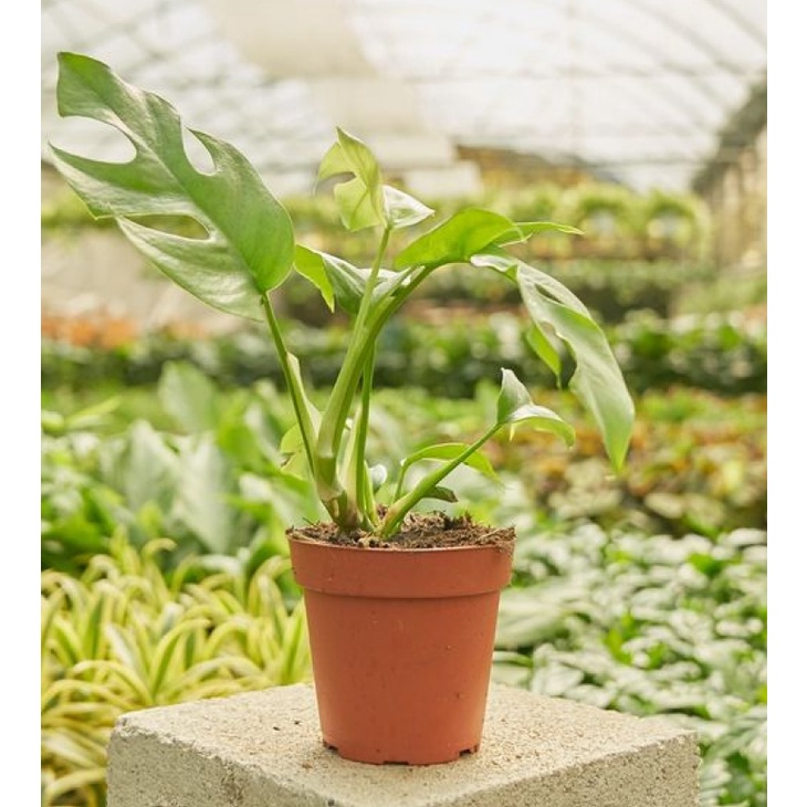 Cây Philodendron Minima - Rhaphidophora Tetrasperma - Monstera minima-Trầu bà Piccolo.LK07-Cây lá kiểng, cây indoor