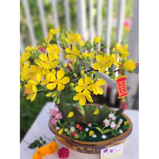 20 HOA MAI ĐẤT SÉT NHẬT ( ĐK ~4CM)
