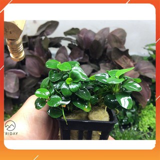 Cây thủy sinh Nana Petite Thái (Lá Tròn)