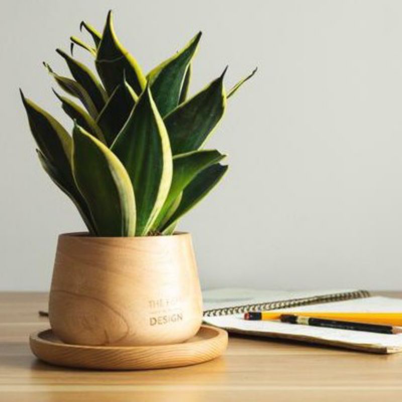 Cây lưỡi hổ Thái mini để bàn, cây lưỡi hổ hoàng kim, lưỡi hổ viền vàng (giá nhà vườn)