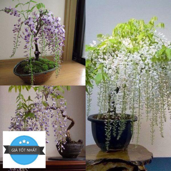 Hg15 Gói 5 hạt giống hoa tử đằng trồng chậu F1 đẹp mê hồn ĐẾN MÙA TRỒNG TẾT