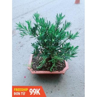 Chậu Tùng Vạn Niên Size Lớn