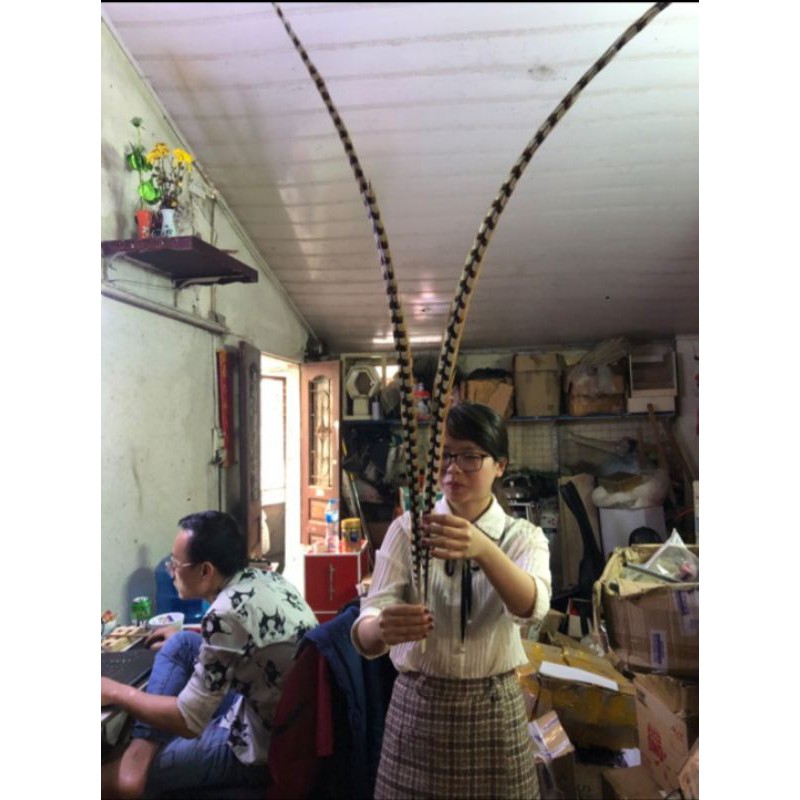 Cặp Lông Trĩ Tôn Ngộ Không Dài Từ 60cm Đến 150cm