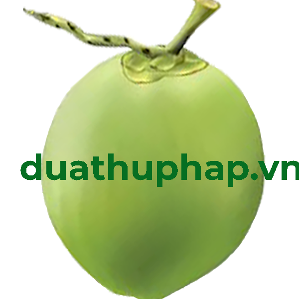 Dụng Cụ Vẽ Dừa Thư Pháp Chưng Tết - Combo 2 | Shopee Việt Nam
