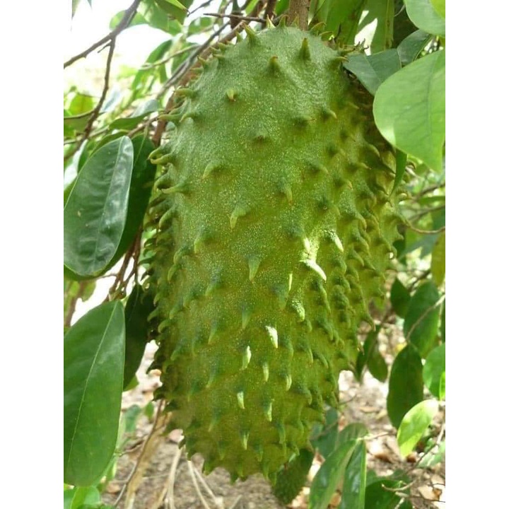 Cây giống mãng cầu xiêm thái