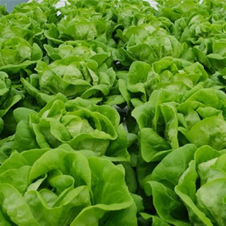 DEAL Độc Quyền 1K - 50 hạt giống xà lách đăm (xà lách cuộn) xanh - Cùng Tạ Gia Trang học làm vườn