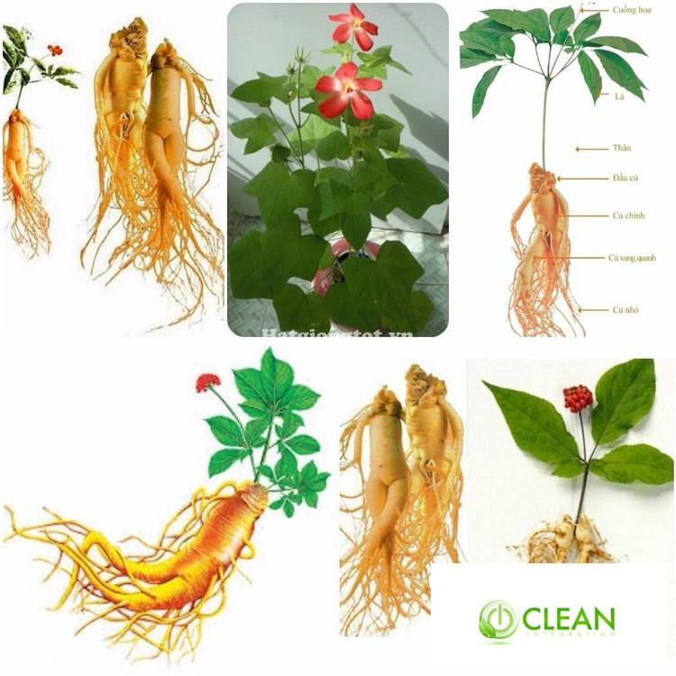 Hạt giống Nhân sâm Hàn quốc