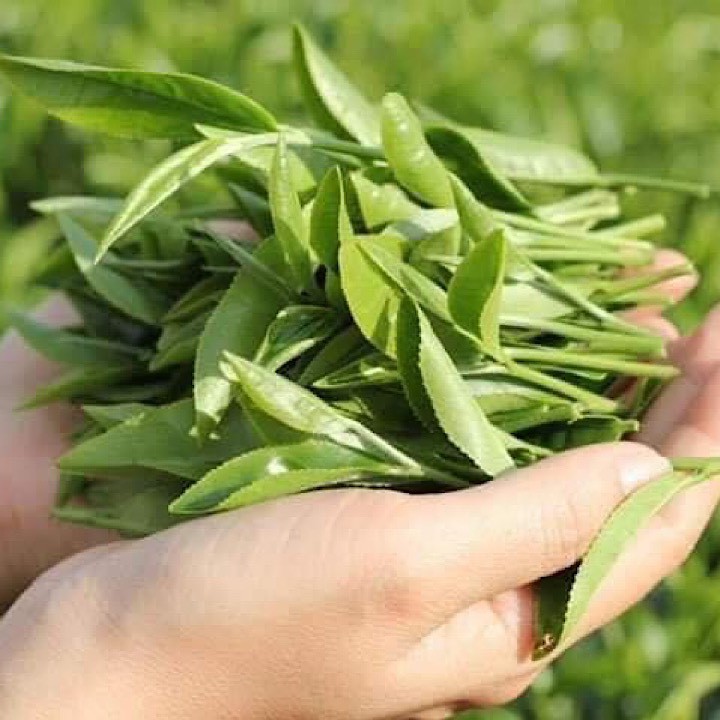 Trà Thái Nguyên Đặc Sản  (Freeship) Búp Nhỏ Nước Xanh Đậm Đà | BigBuy360 - bigbuy360.vn