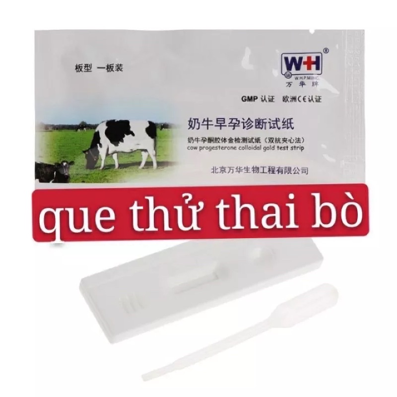 Que thử thai trâu bò ,que tét thai Trâu Bò