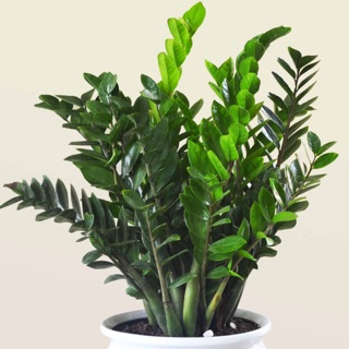 Cây kim tiền (chậu nhựa đen)- Trang trí sân vườn- Decor-Phong thuỷ-Cây hoa kiểng Đồng Tháp