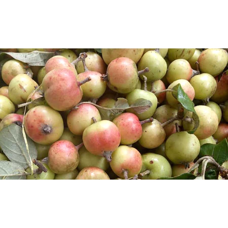 CÂY TÁO MÈO GIỐNG