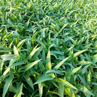 [Giao HCM trong ngày hỏa tốc] Rau Muống Tươi Sạch 1KG Trồng Tại Vườn Q12