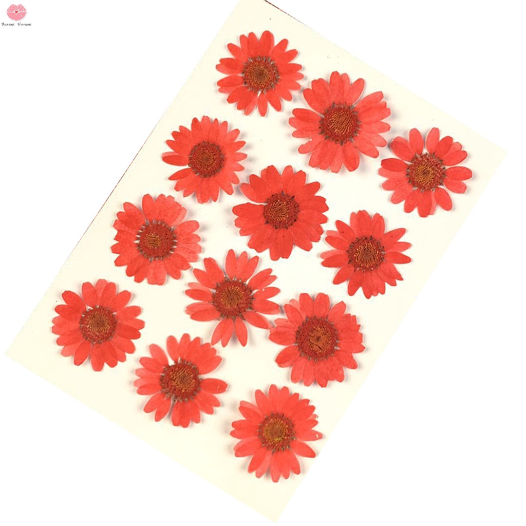 Hoa cúc khô đủ màu trang trí resin, thiệp handmade, phụ kiện make up trang điểm