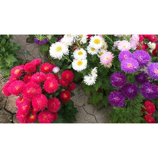 500 Hạt giống cúc magic nhiều màu - hạt giống hoa cúc đà lạt