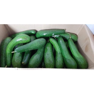 5 kí bơ 034 Lâm Đồng size 3-4