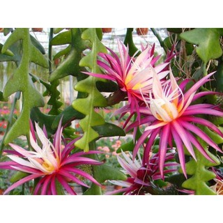 Quỳnh Mexico