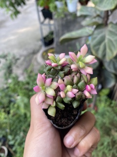 [HOT] SEN ĐÁ HỒNG SAO BỤI 6CM