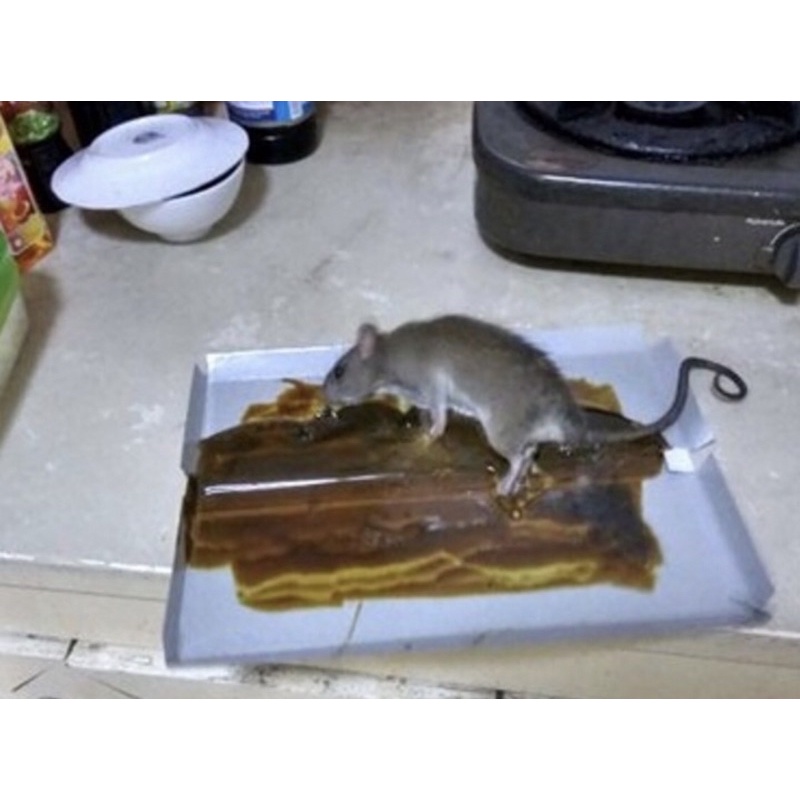 [COMBO 12 TẤM] Keo dính chuột An Phát siêu dính