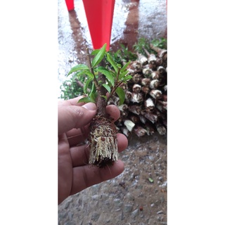 Cành chiếc mai chiếu thuỷ goi 10 cây
