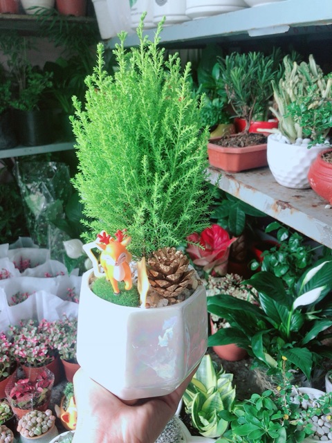 Chậu Cây Tùng Thơm Để Bàn