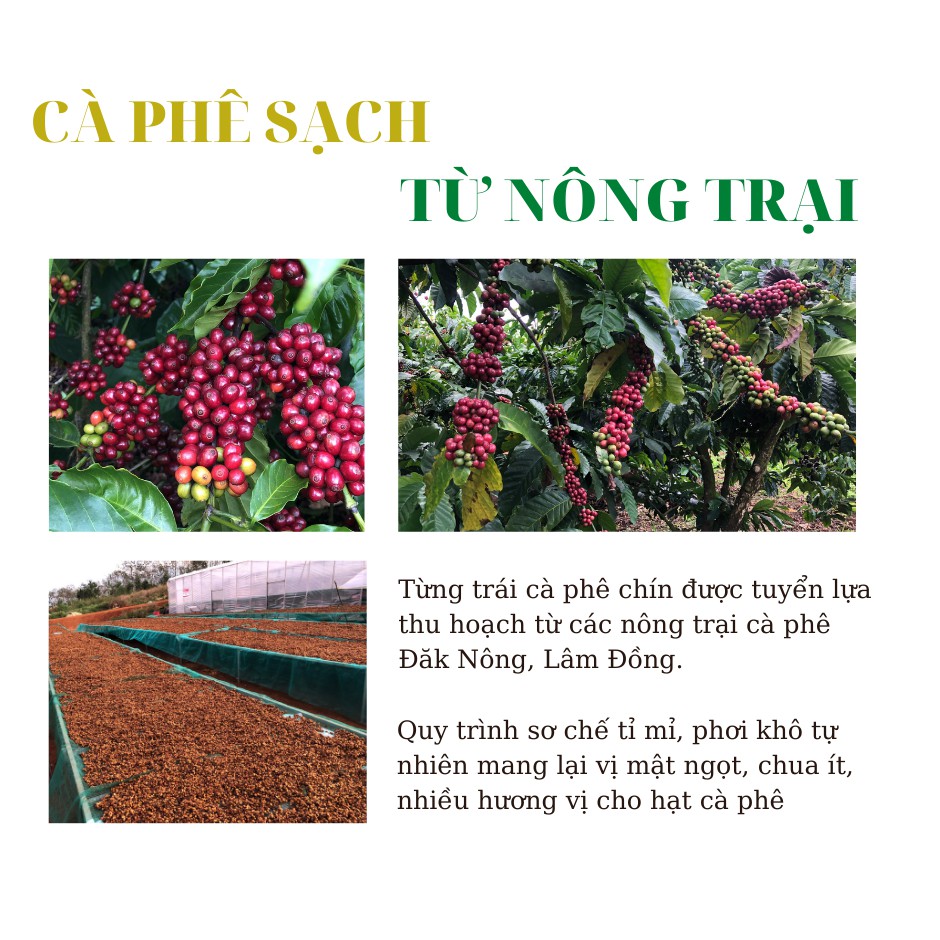 Cà phê Robusta rang mộc nguyên chất 1kg công nghệ hot air tỷ lệ hạt to đều màu nâu đậm không lẫn tạp chất