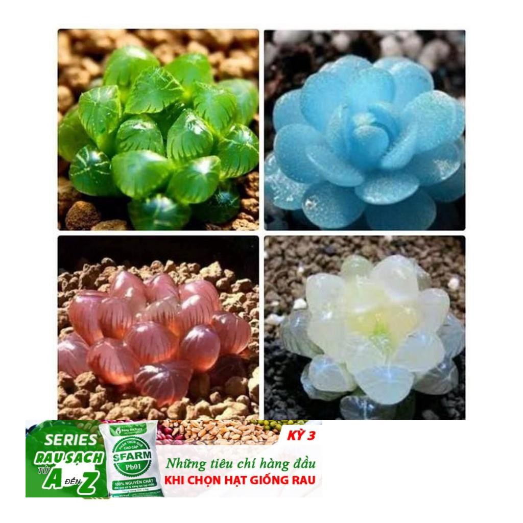 68A Hạt giống Sen đá Kim Cương