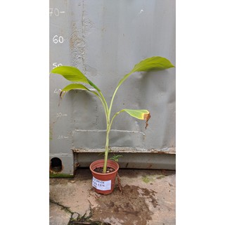 Chuối già lùn cấy mô