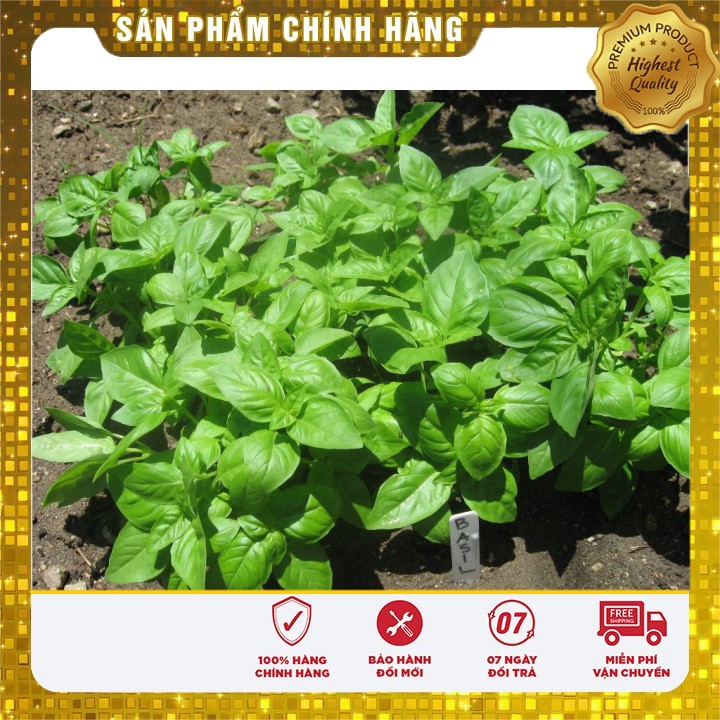 Hạt giống rau húng tây thơm LUCKY SEEDS