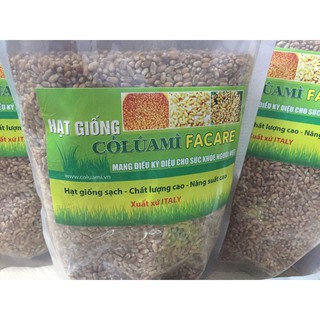 Hạt giống cỏ lúa mì Facare