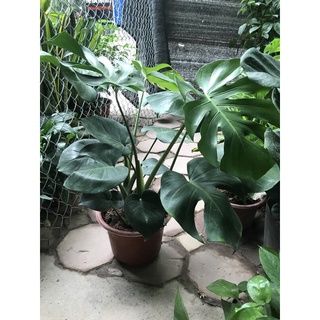 Trầu bà lá xẻ Nam Mỹ size cao 50cm