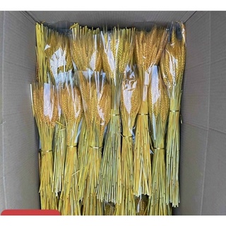 Bó 100 Bông Lúa Mạch Khô Decor Trang Trí