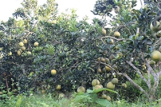 Cây BƯỞI ĐOAN HÙNG