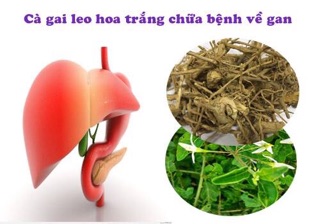 Cà gai leo khô 1 kg