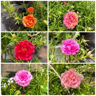 Hoa Mười Giờ Thái Mix Nhiều Màu
