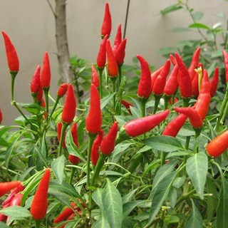 Hạt giống Ớt chỉ thiên F1 (ớt hiểm)
