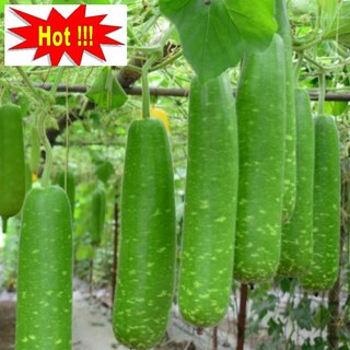 Hạt giống Bầu sao F1