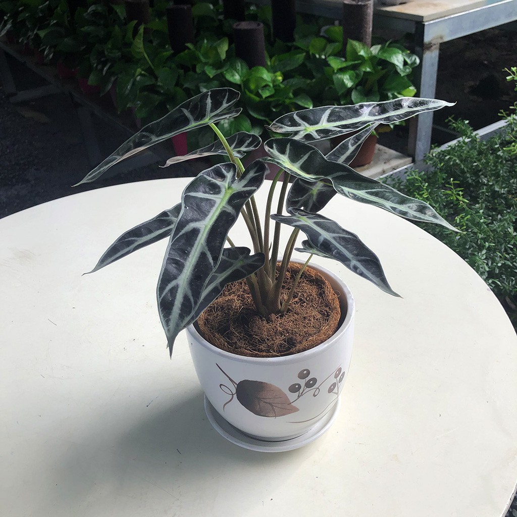 Cây môn quan âm chậu 3 thân