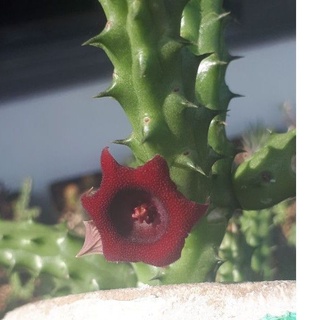 Xương rồng sao biển huernia schneideriana red dragon