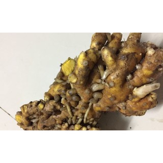 ngải sậy vàng