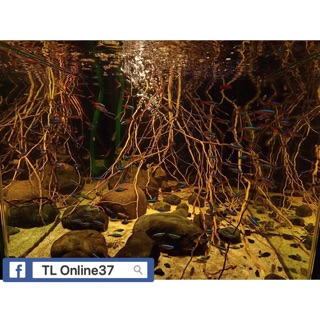 Rễ Rừng Set layout trang trí bể cá