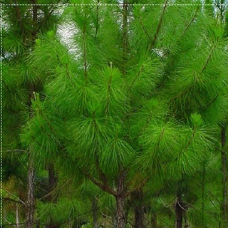 Hạt giống cây giống thông caribe - 1 gói 5 hạt/gói ( CHHG )